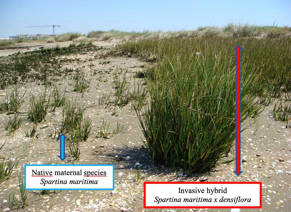 Phenotypic plasticity of polyploid plant species promotes transgressive behaviour in their hybrids