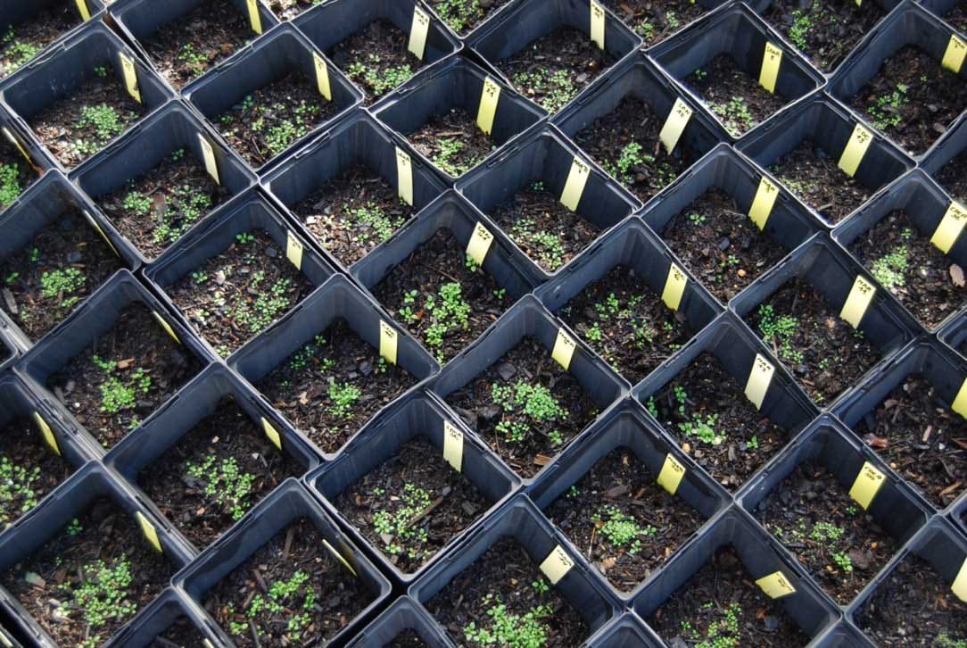 Quantifying temporal change in plant population attributes: insights from a resurrection approach