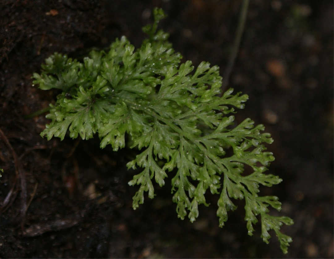 Characterization of the satellitome in lower vascular plants: the case of the endangered fern Vandenboschia speciosa