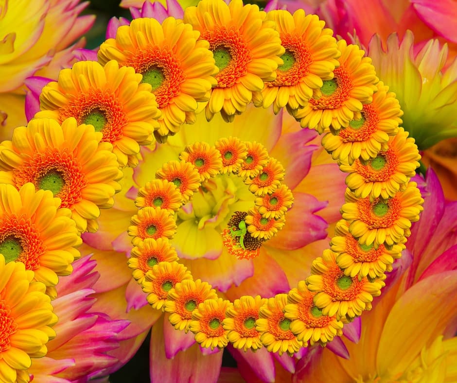 Thirty clues to the exceptional diversification of flowering plants