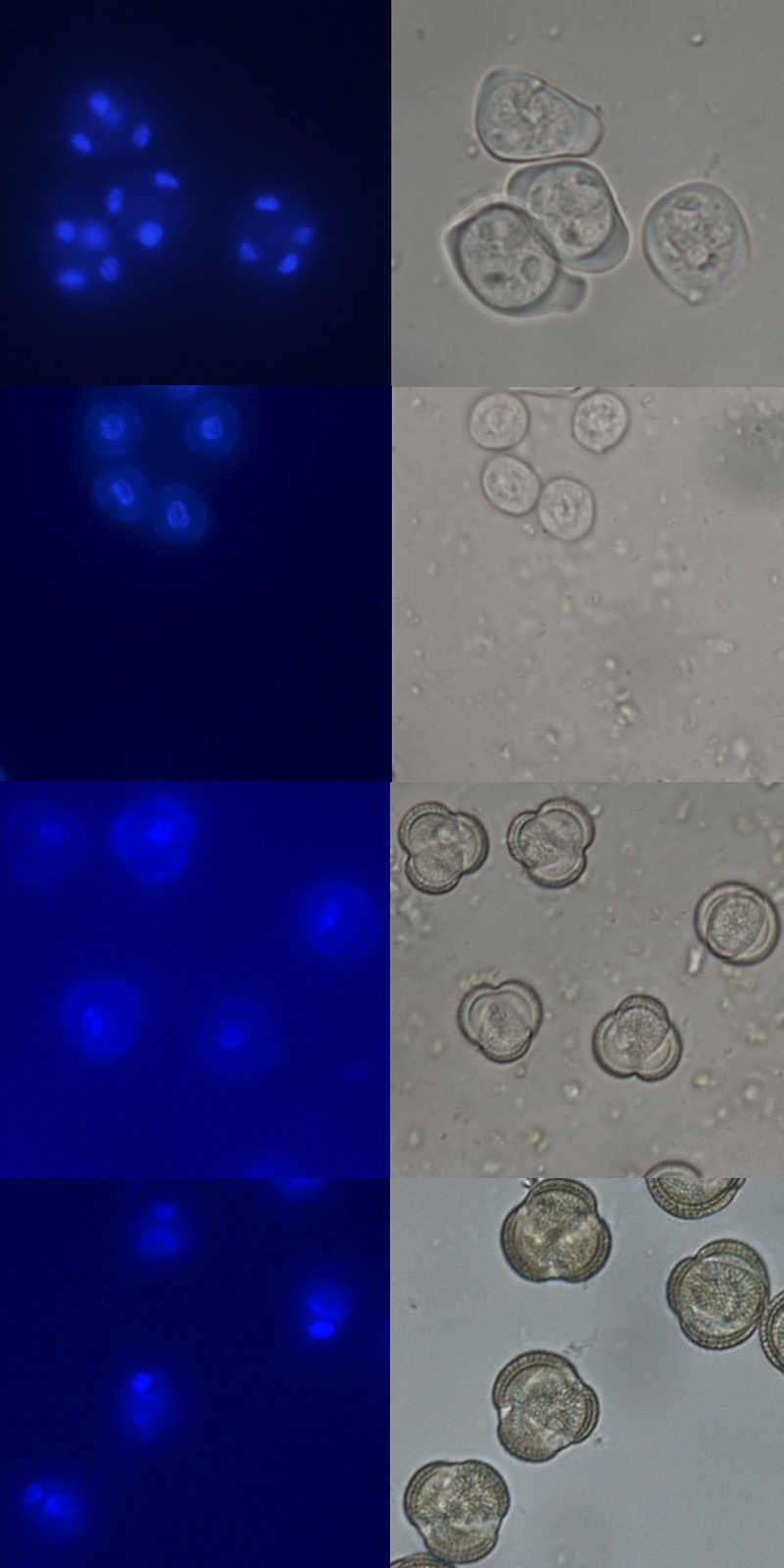 Pollen and their nuclei.