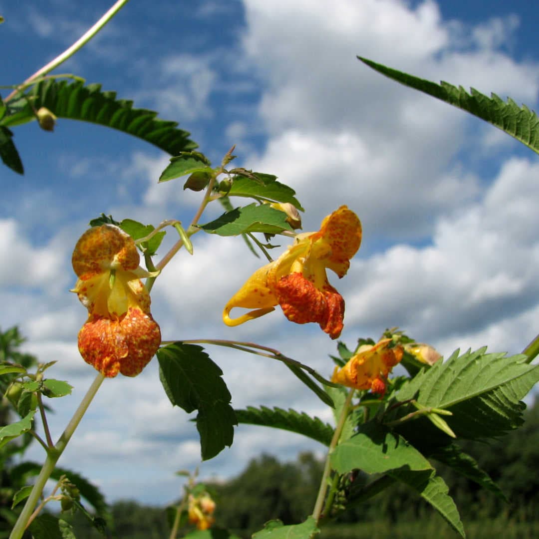 Botanists set the relationship status of Plants, Pollinators and Antagonists to “It’s complicated”