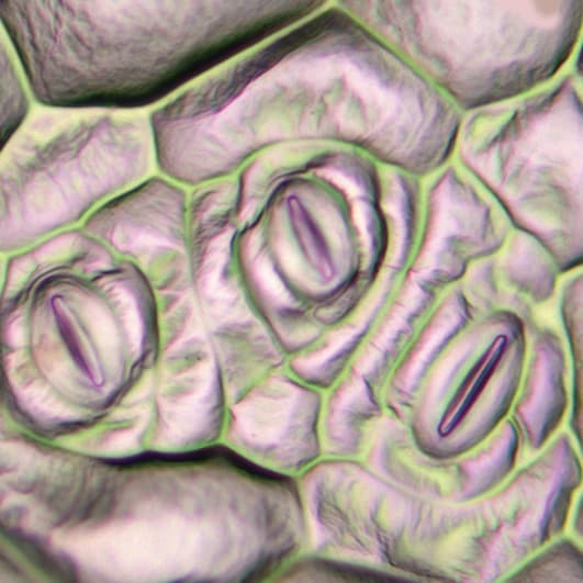 Stomatal clusters of Begonia reveal eudicot-specific developmental patterns