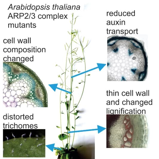 ARP2/3 complex links cell wall assembly and auxin distribution