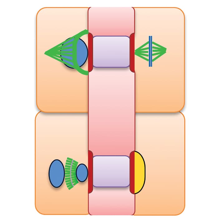 Subsidiary cell formation in Poaceae stomatal complexes