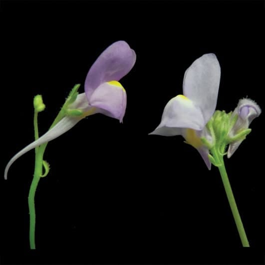 Evolution of nectar spur length in a clade of Linaria