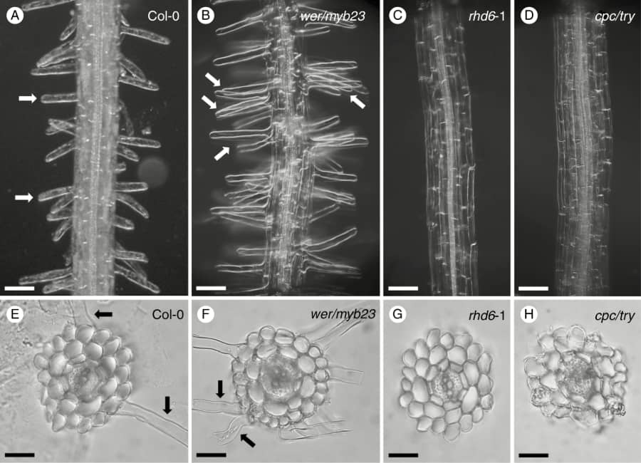 Root hair abundance impacts cadmium accumulation in Arabidopsis thaliana shoots