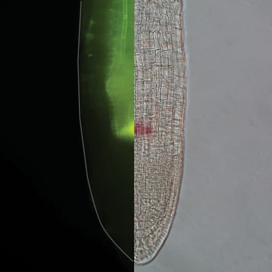 SLAD: Subero-lignified apical deposit in the root tip