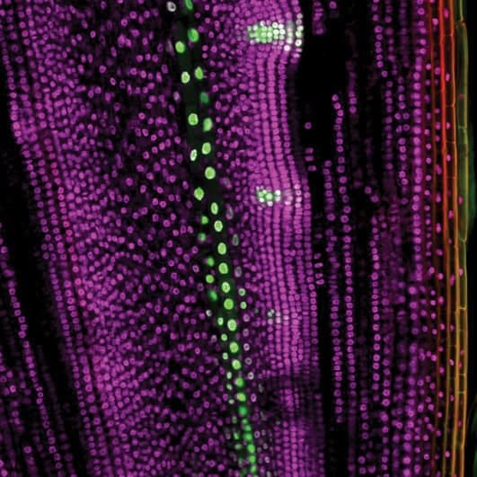 Lateral root initiation and formation in Cucurbita pepo: is auxin a key player?