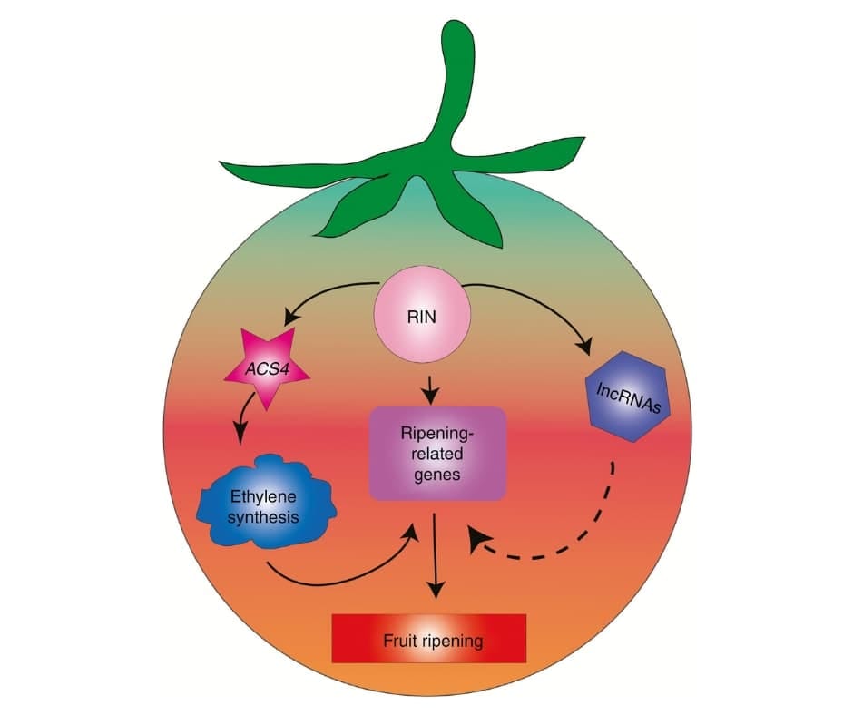 Genome-wide identification of long non-coding RNA targets of the tomato MADS box transcription factor RIN and function analysis