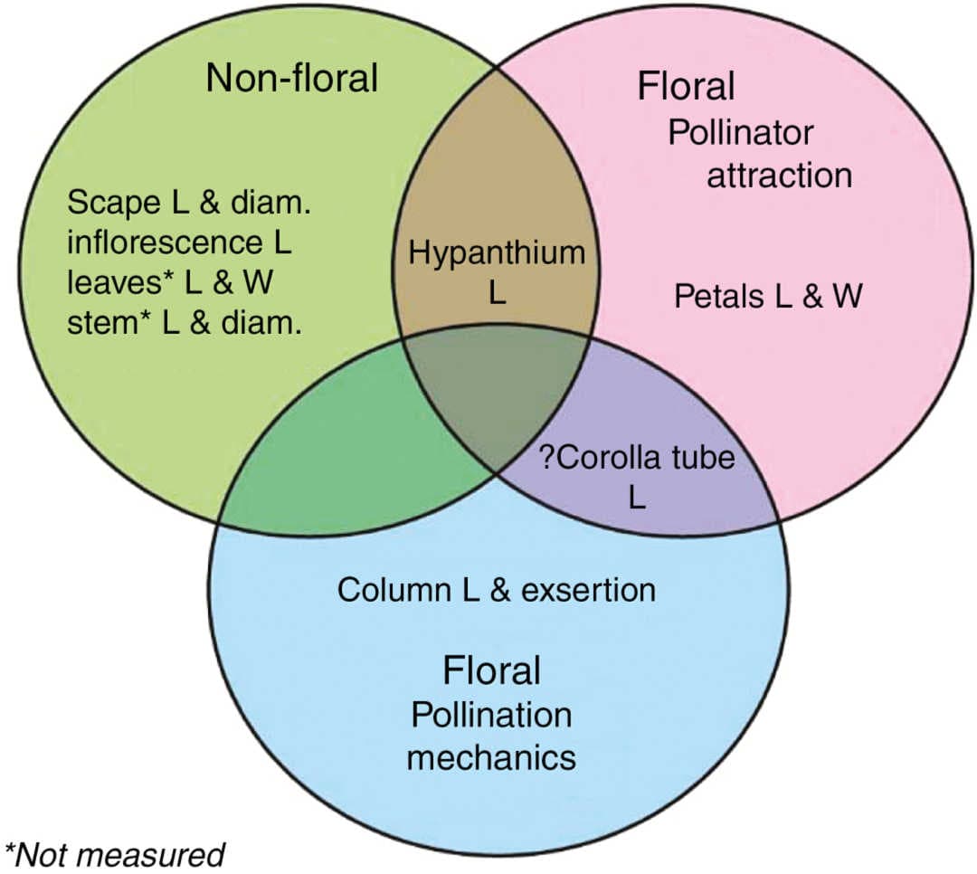 Detecting canalization and intra-floral modularity in triggerplant (Stylidium) flowers