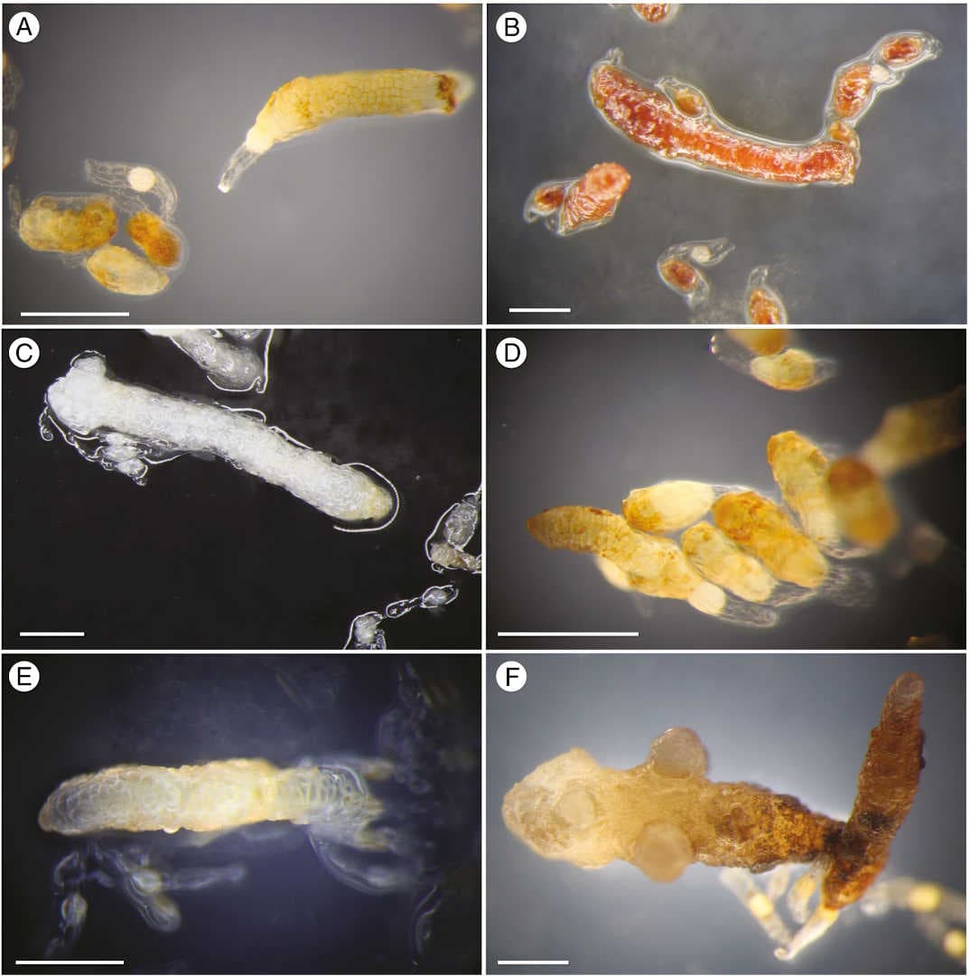 In vitro axenic germination and cultivation of mixotrophic Pyroloideae (Ericaceae)