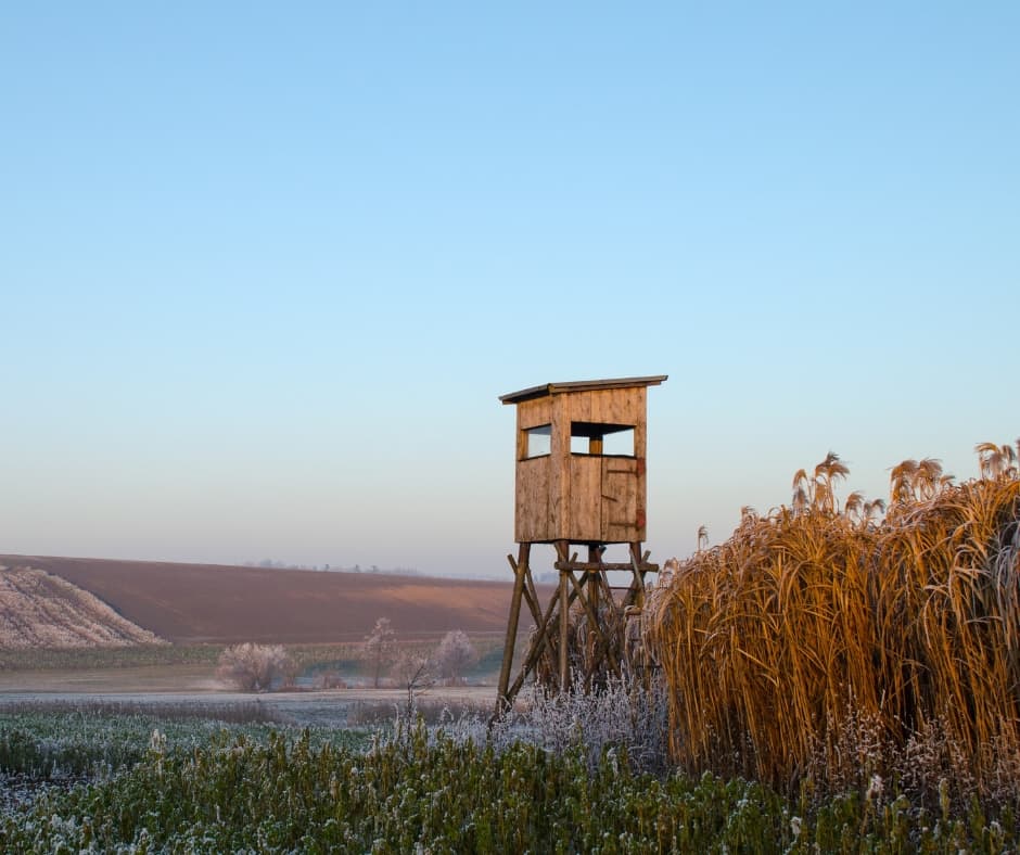 Genomic index selection provides a pragmatic framework for setting and refining multi-objective breeding targets in Miscanthus