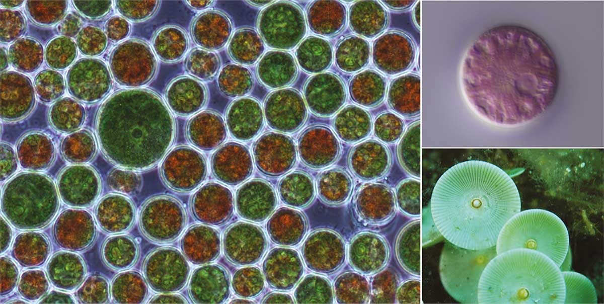 Haematococcus lacustris: the makings of a giant-sized chloroplast genome