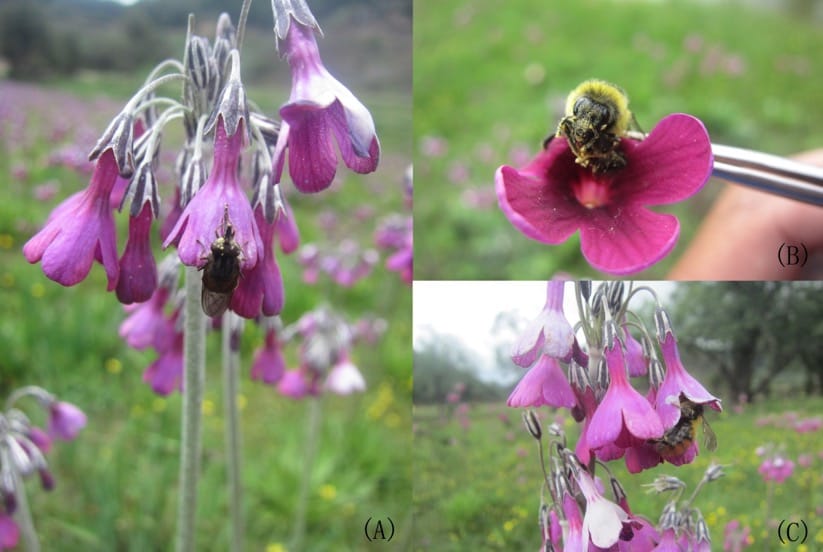 Pollinator-mediated selection on floral traits varies in space and between morphs in Primula secundiflora