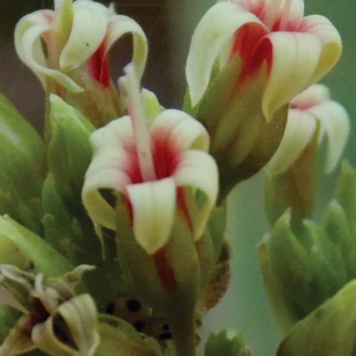 Osmophores and floral fragrance in Anacardium humile and Mangifera indica: an overlooked secretory structure in Sapindales