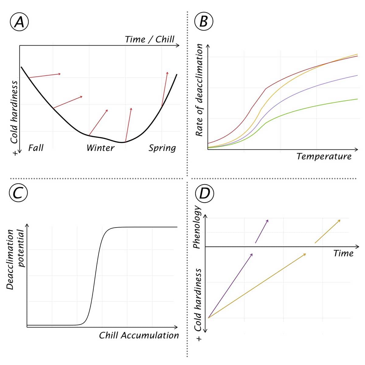 Deacclimation kinetics as a quantitative phenotype for delineating the dormancy transition and thermal efficiency for budbreak in Vitis species