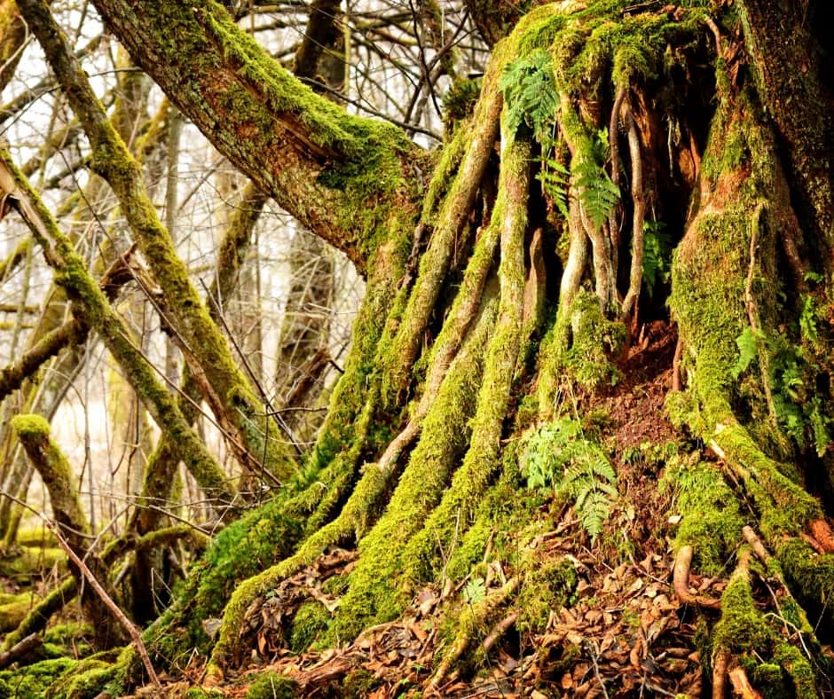 Morphological responses of plant roots to mechanical stress