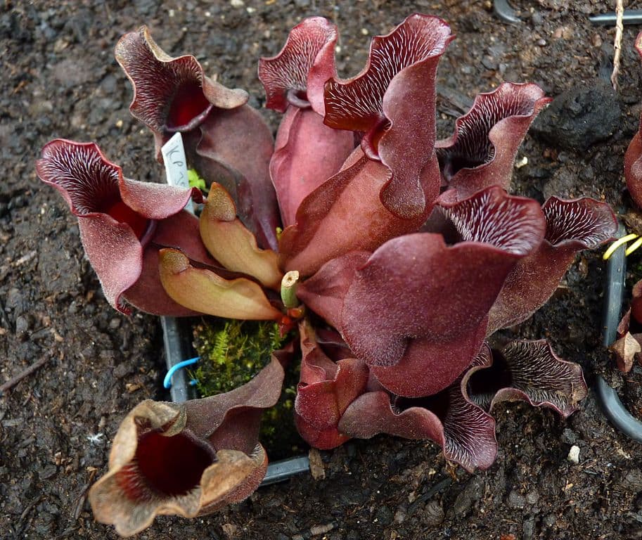 Pitcher plants eat their spider competitors