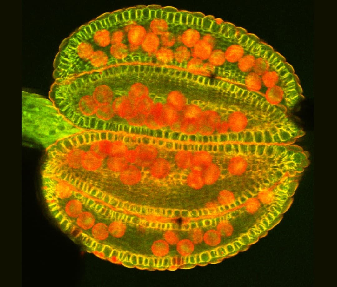 Researching Pollen Illuminating the Invisible