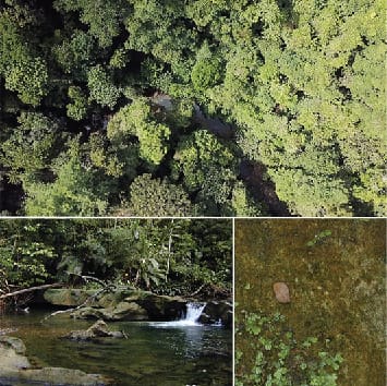 The impact of asexual and sexual reproduction on spatial genetic structure in Marchantia