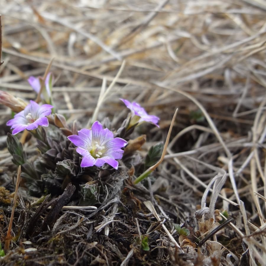 Plants grow in winter on the eastern Qinghai-Tibetan Plateau