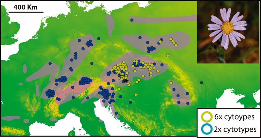 Unmasking cryptic biodiversity in polyploids