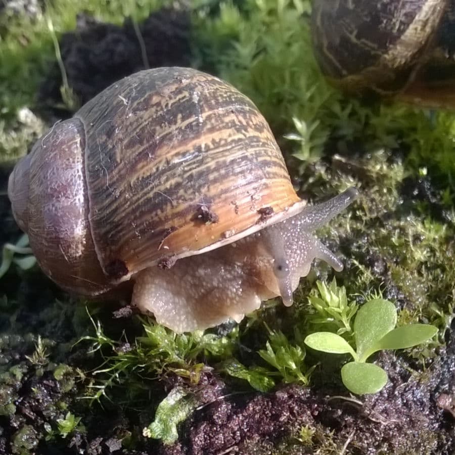 Snails use smell to select seedlings of favoured grassland species