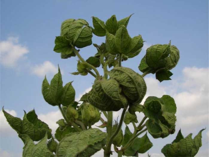 Exploration of cotton leaf curl virus resistance genes in Gossypium arboretum