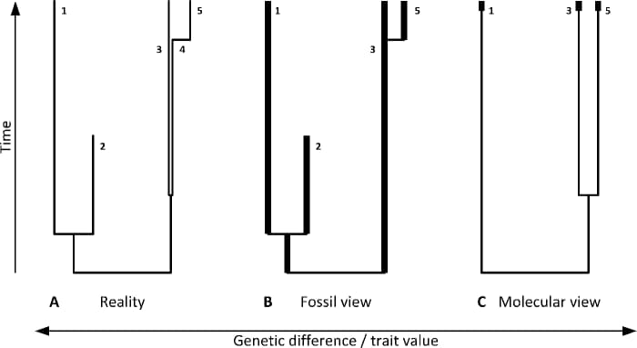 Diagram of different lines of evidence