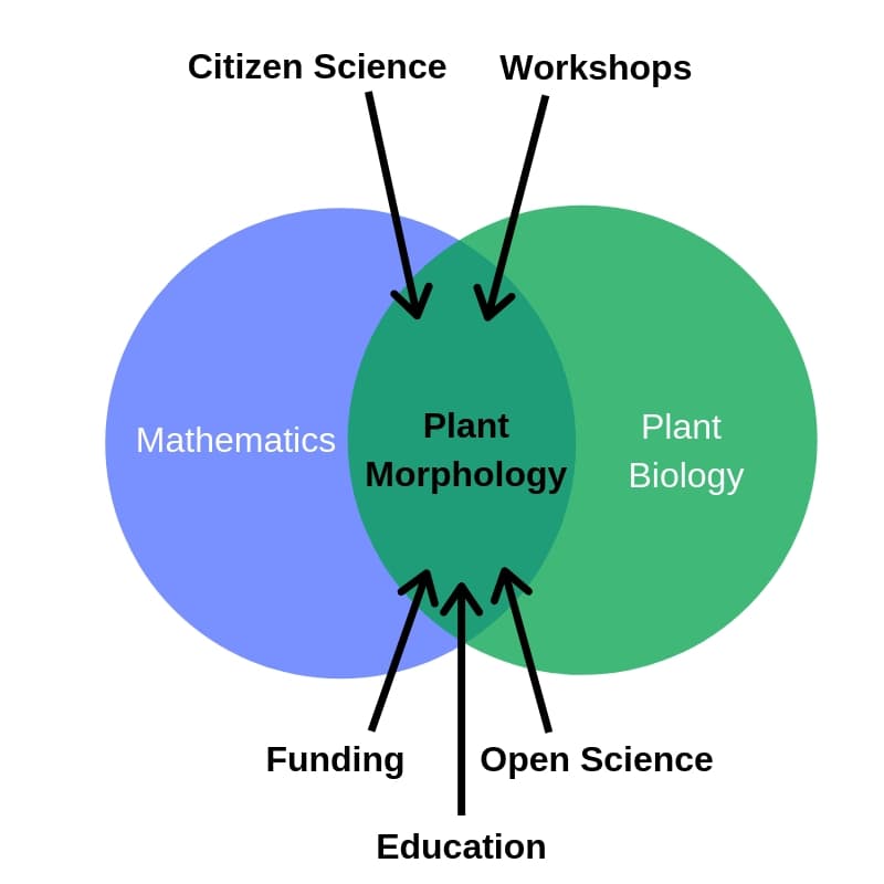 Cross-disciplinary research needed to unleash the potential of plant morphology