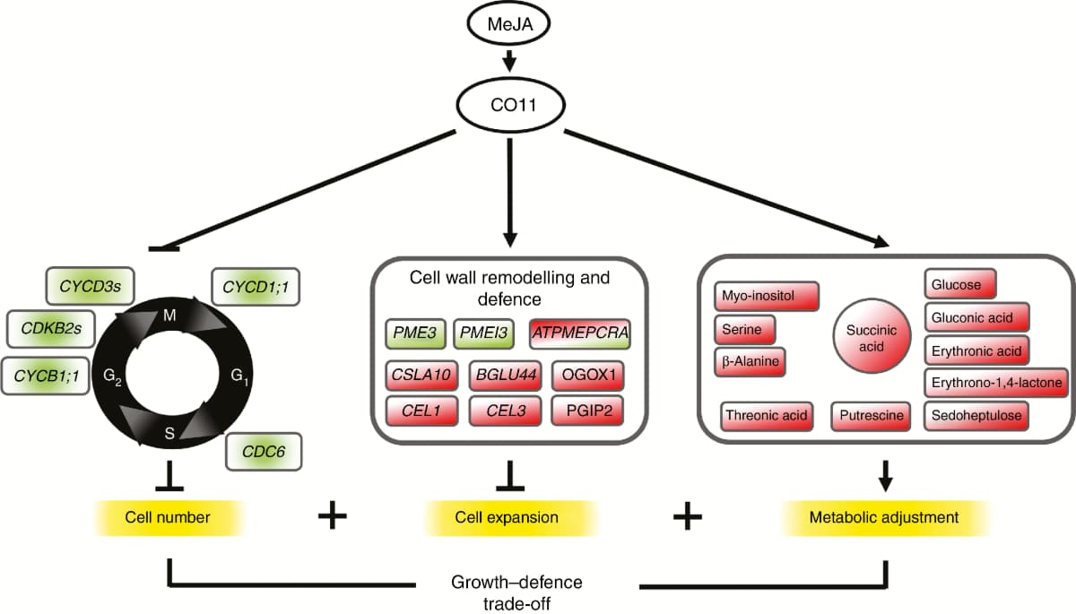 COI1-dependent growth, proteomic and metabolomic changes