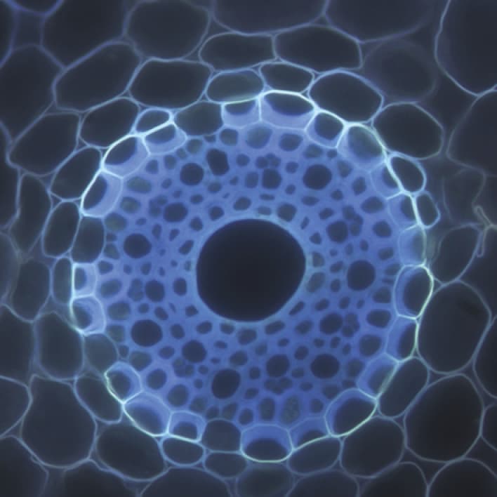 Water balance in potassium-limited barley