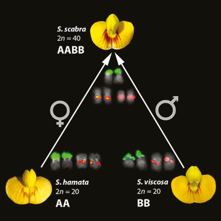 Origin and evolution of the forage allotetraploid species Stylosanthes scabra