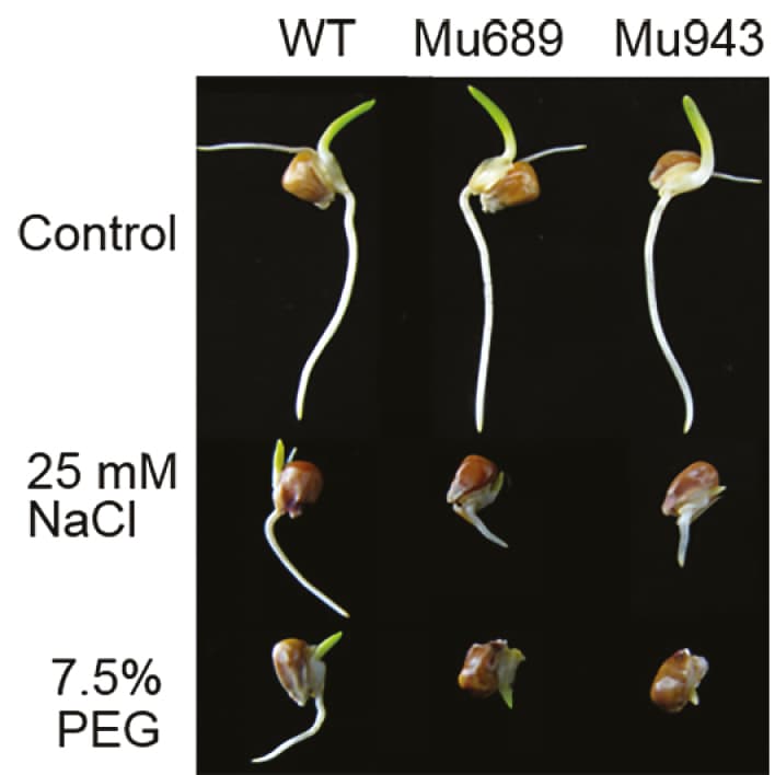 Maize glycosyltransferase modifies flavonols and enhances stress tolerance