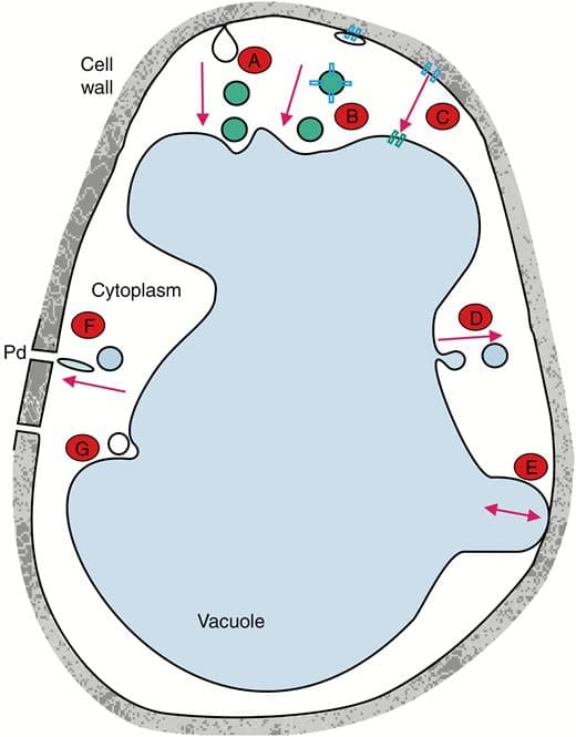 Vesicular transport and salt tolerance