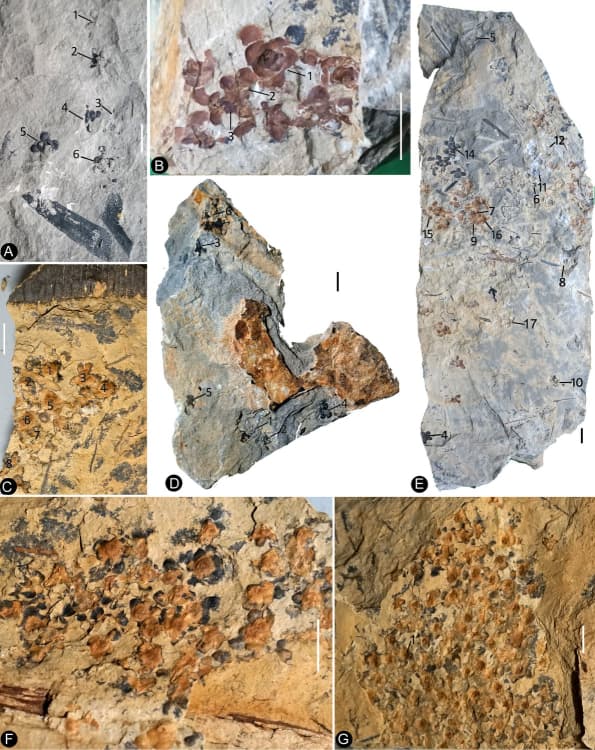 When did the first flowers open?