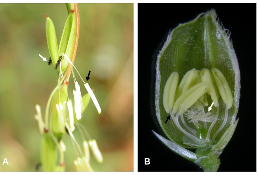 An overview on reproductive isolation in Oryza sativa complex