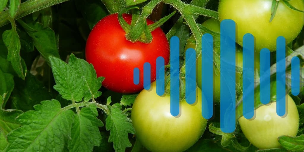 Can a tomato hear, and what would it listen to?