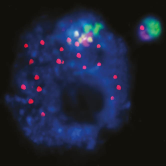 mcFISH reveals chromosomal composition of micronuclei in Brachypodium