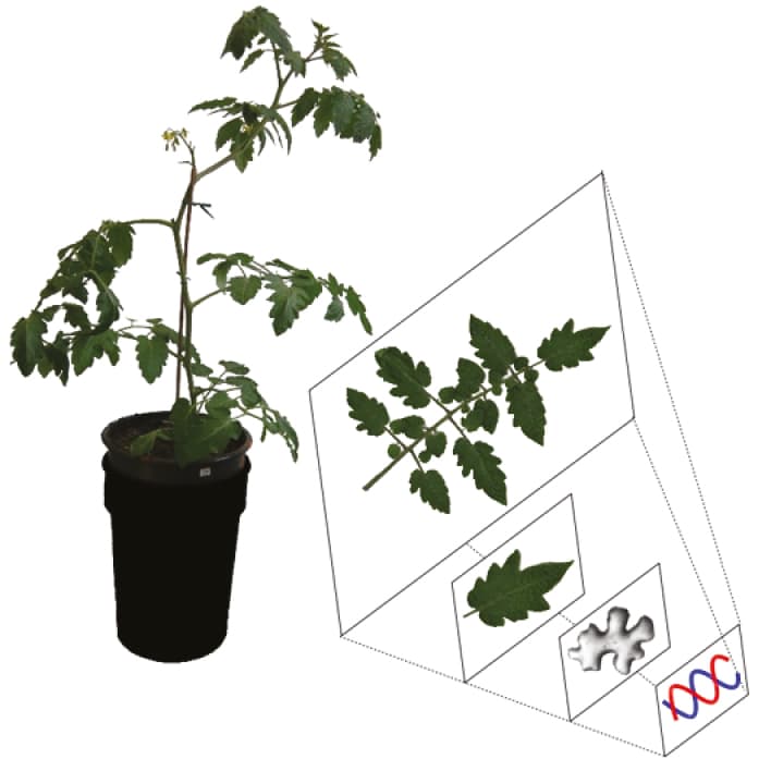 Successive leaflets within the same tomato compound leaf are “cellularly” the same