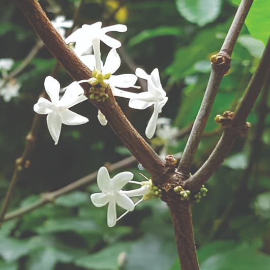 The diversity and evolution of pollination systems in the Apocynaceae