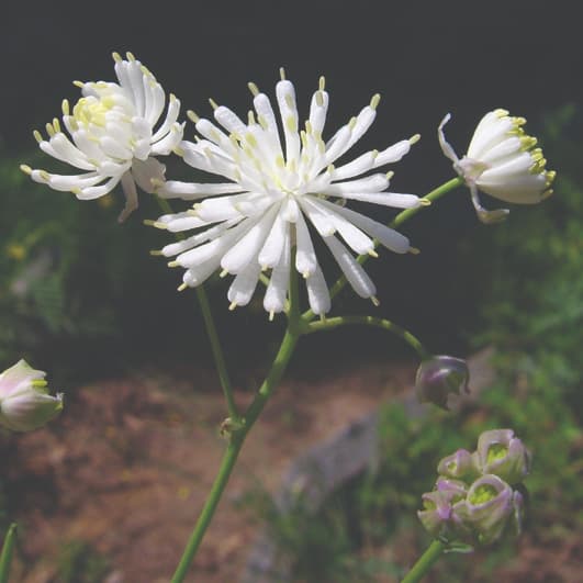 Where does scent go when attraction doesn’t matter?