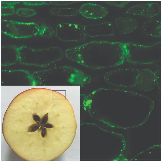 Arabinogalactan proteins (AGPs) and pectins in apple fruits during postharvest storage