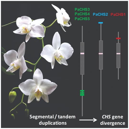 Divergent evolution of the chalcone synthase gene family in Phalaenopsis orchids