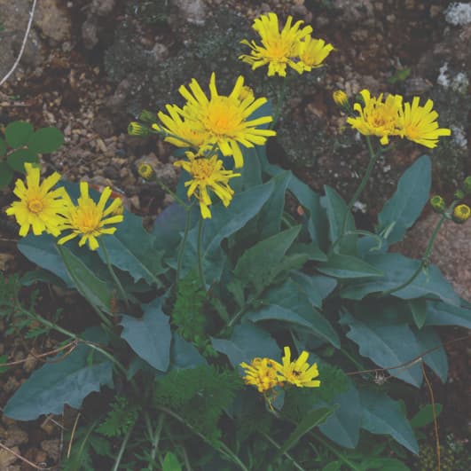 Sexuality and apomixis in Hieracium are tightly associated with ploidy