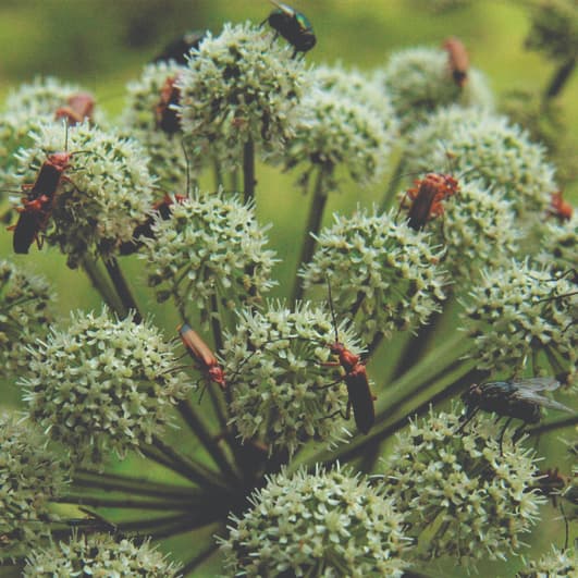 Does a supergeneralist plant locally specialize on the most effective pollinators?