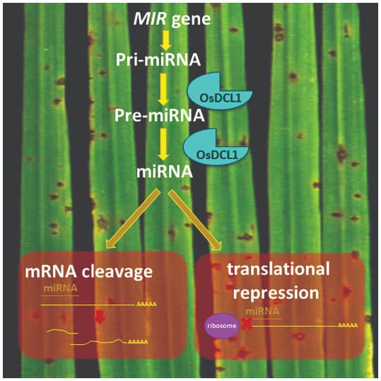 OsDCL1 activation compromises resistance against rice blast fungus