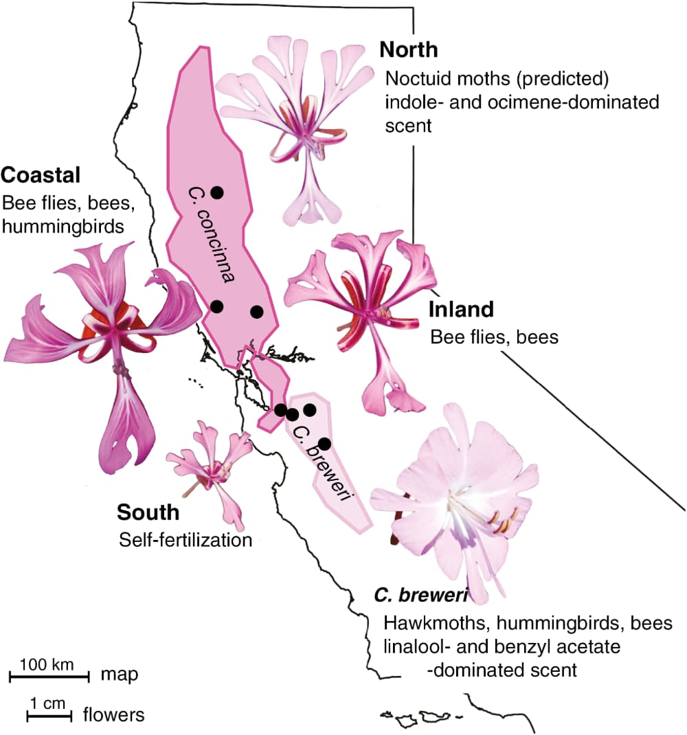 A change in pollinator alone does not explain speciation