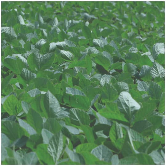 Intraspecific variation in soy across the leaf economics spectrum